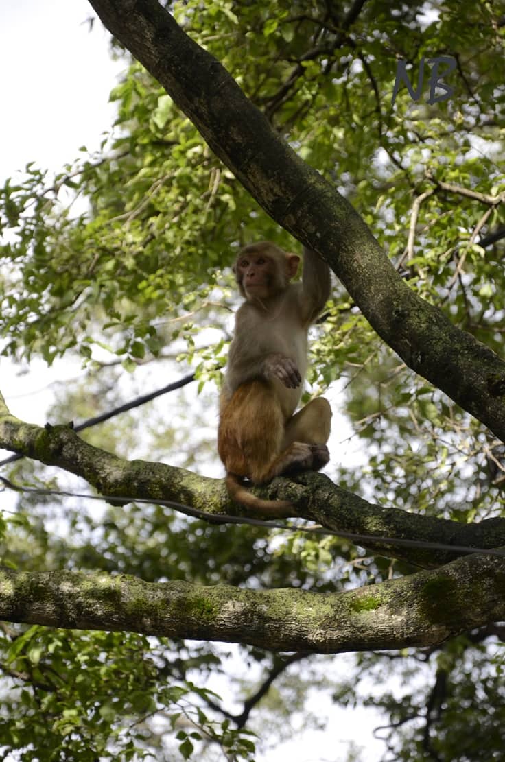 Monkeys in the Sacred Grove