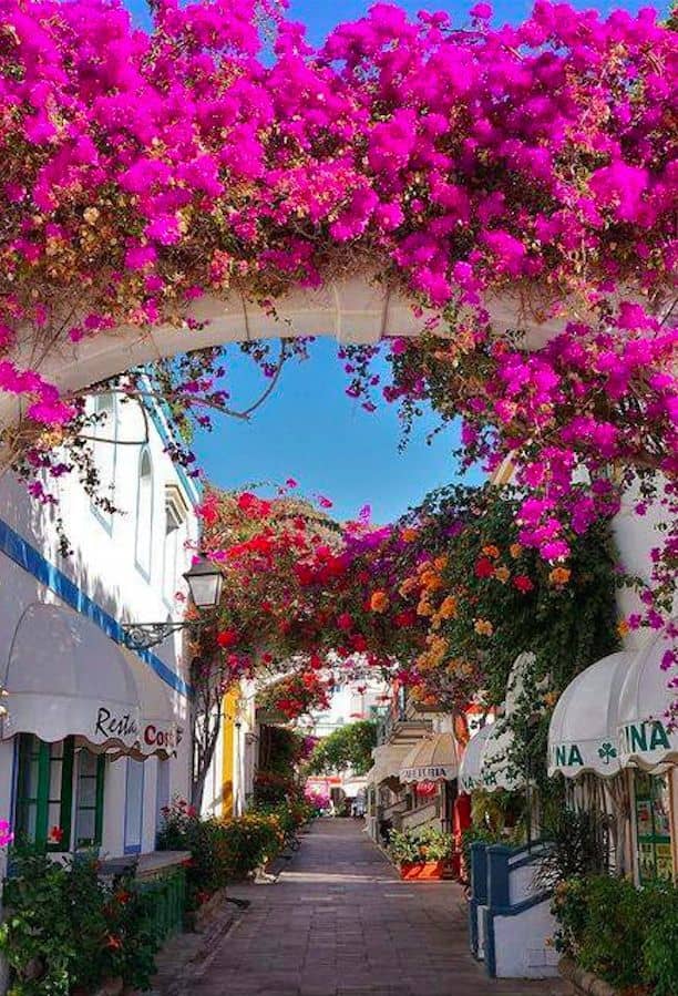 Bougainvillea-Draped Streets
