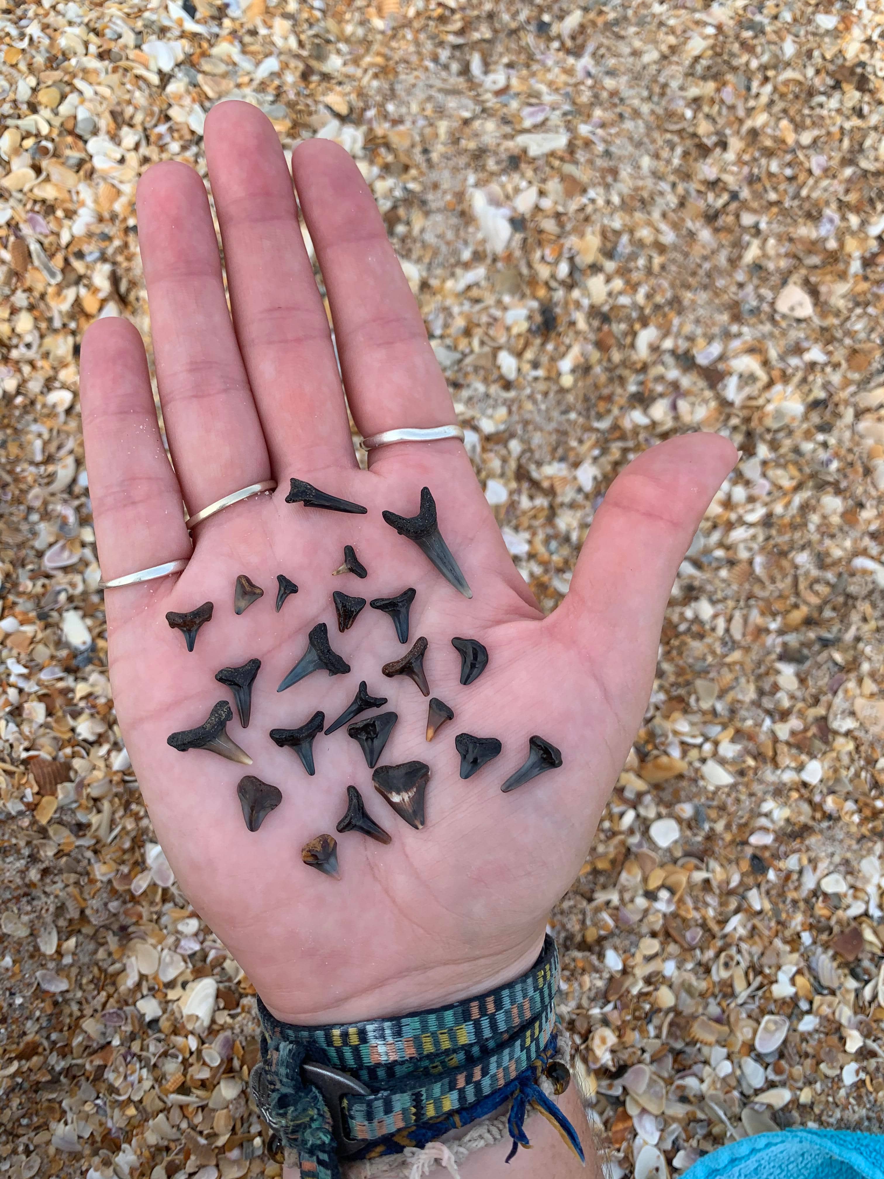 Coquina Shell Hunting