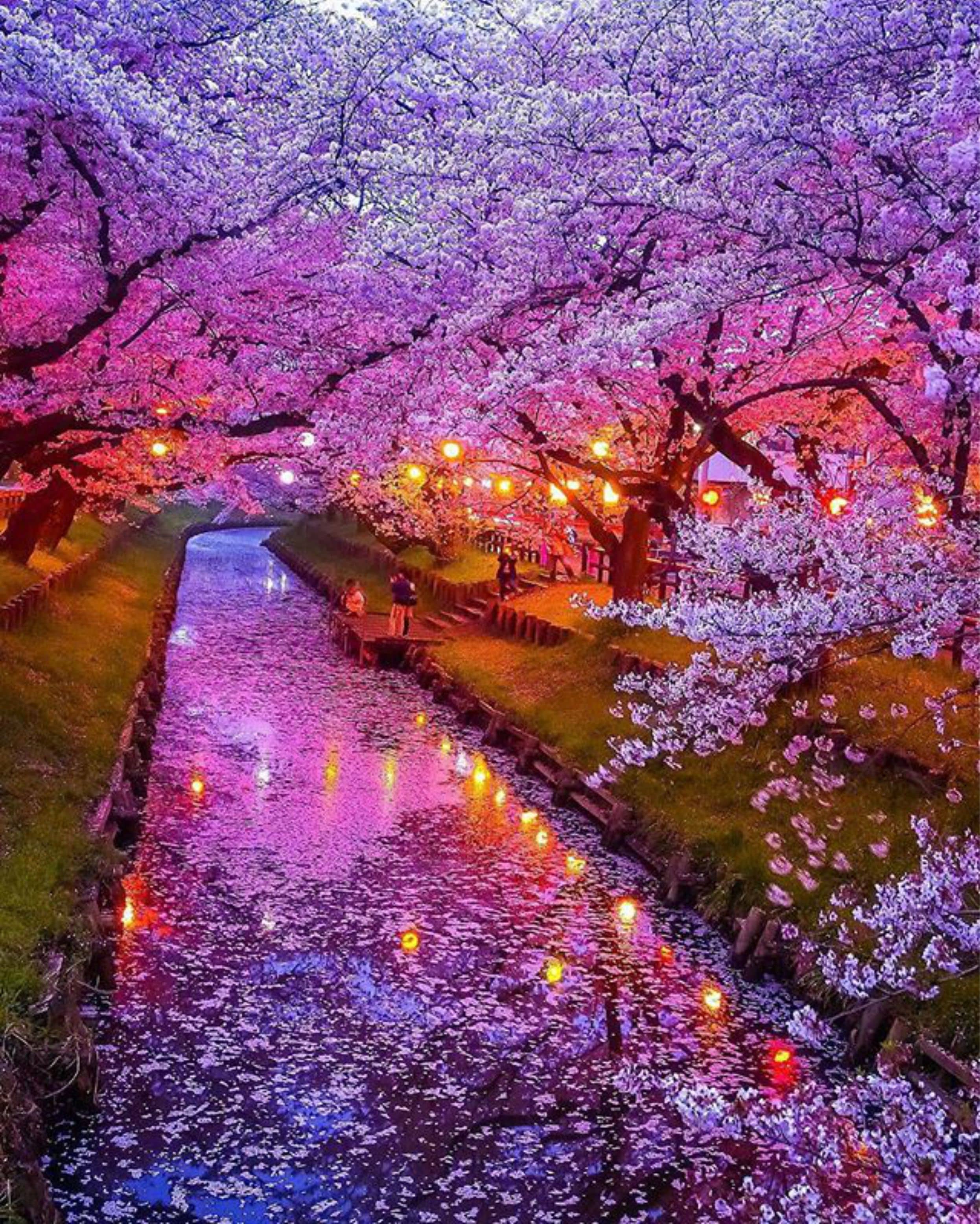 Cherry Blossom Omikuji