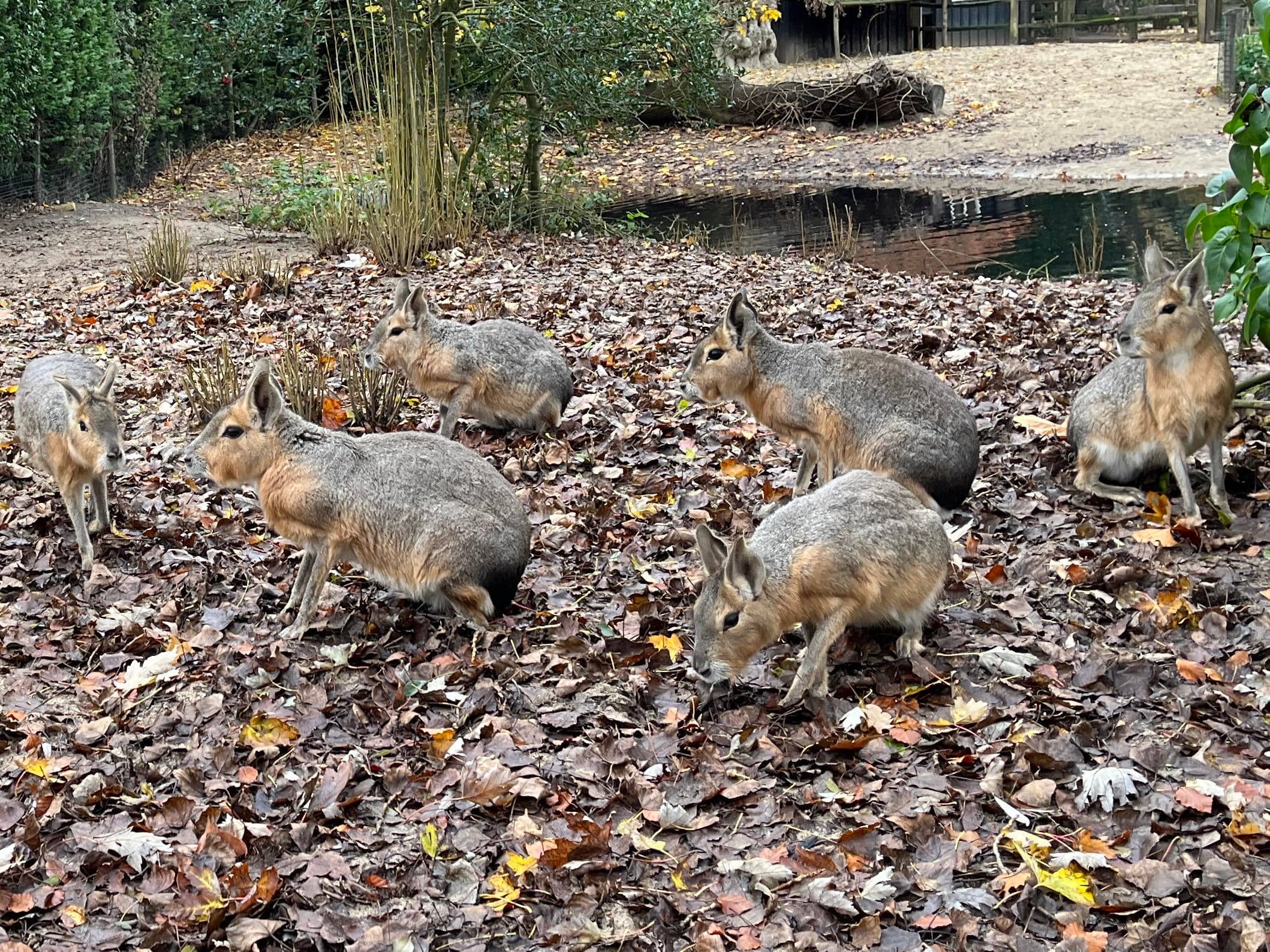 Animal Encounters