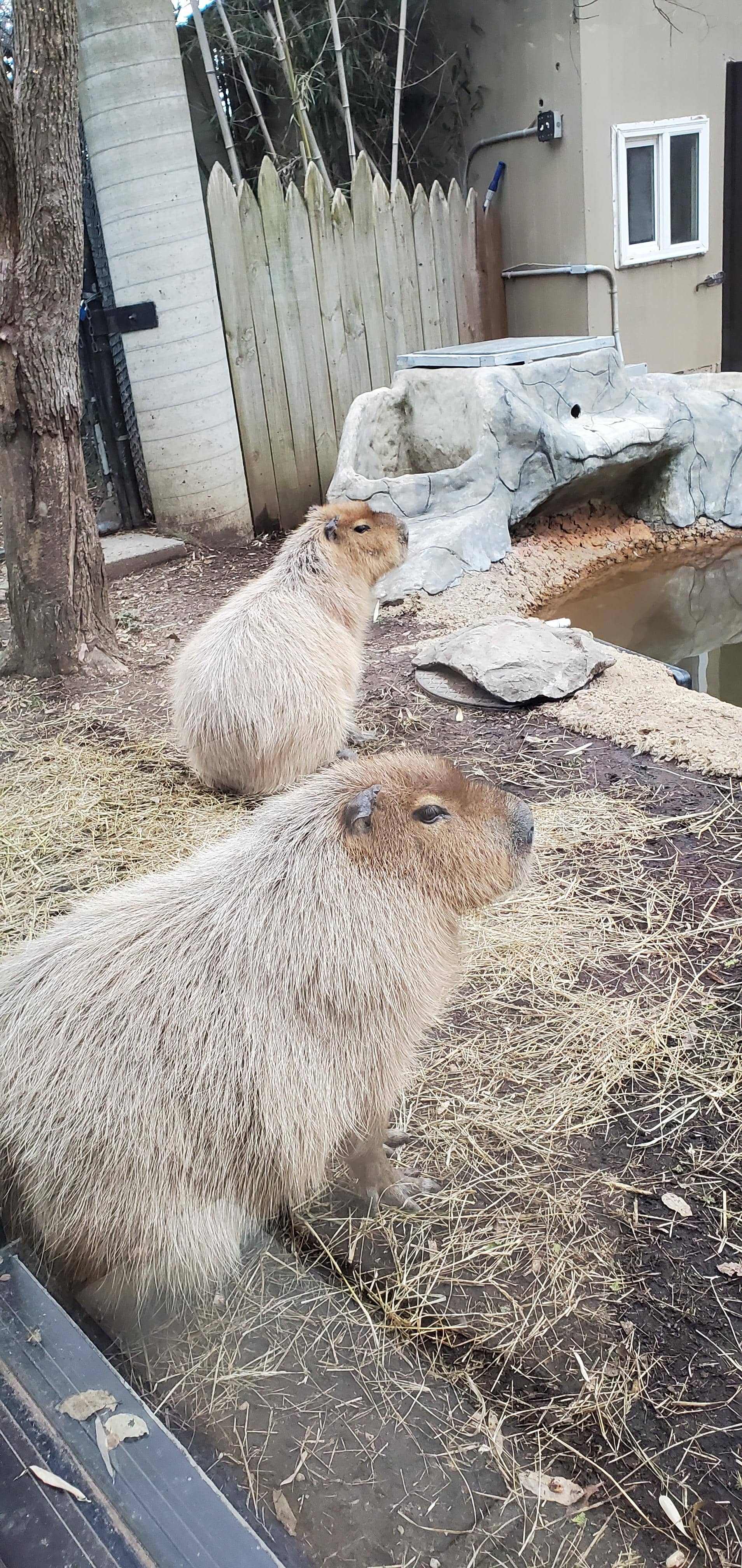 Capybaras