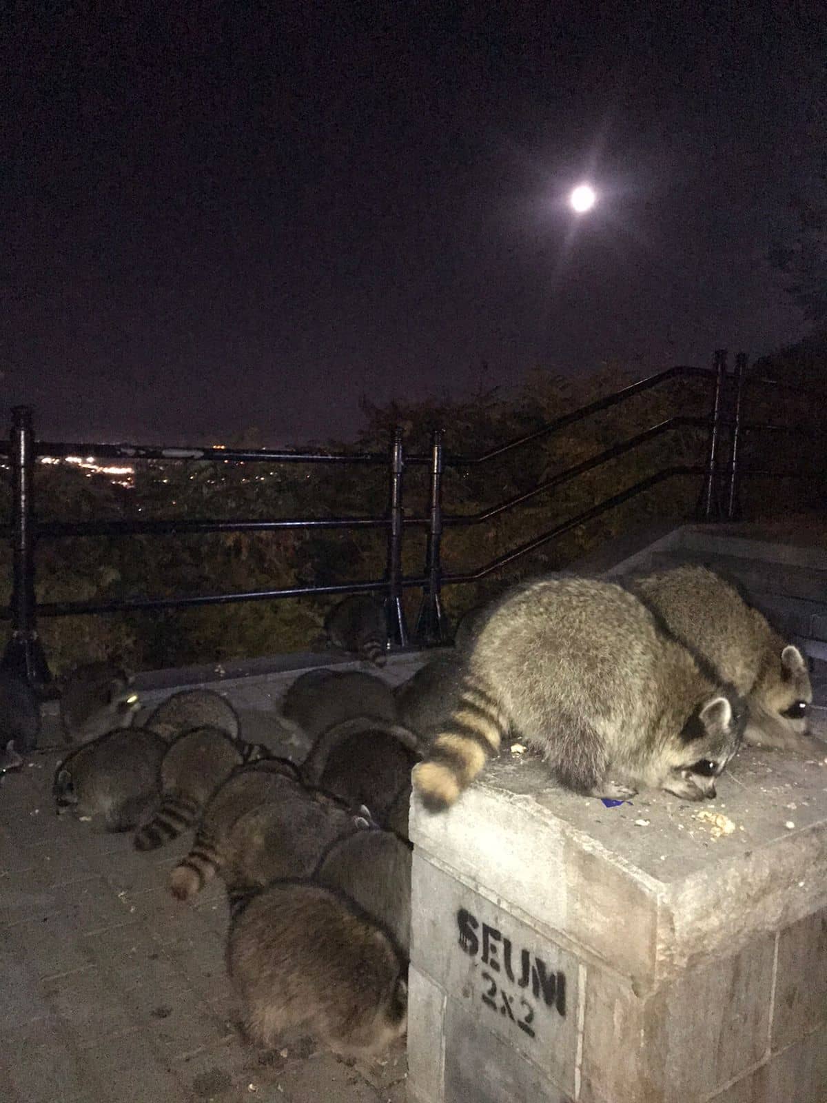 Wildlife Encounters