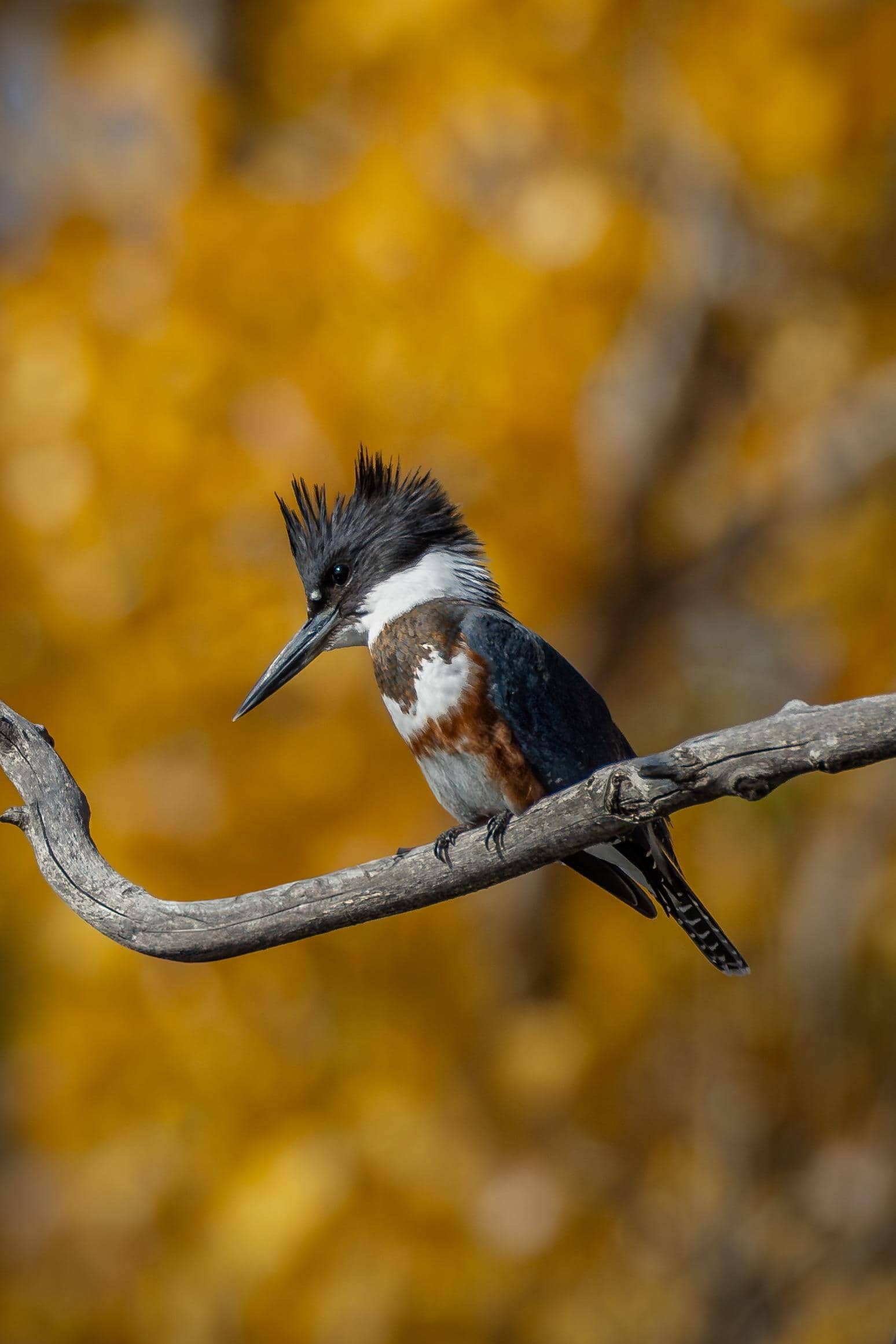 Kingfisher Spotting