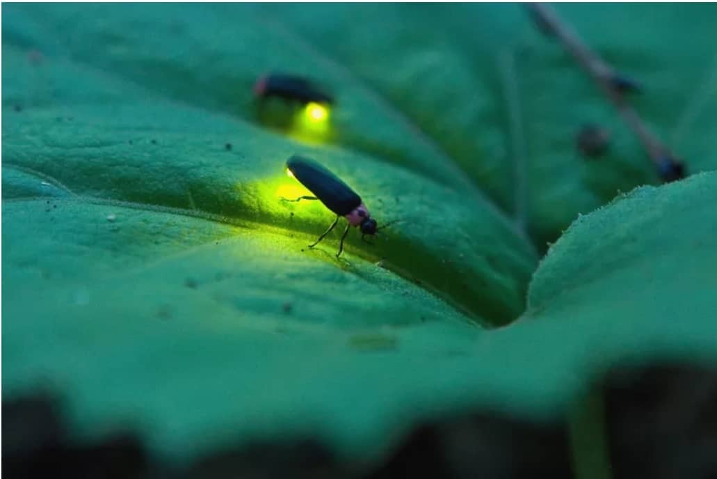 Firefly Spectacle at Dusk