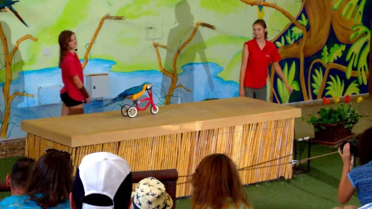 Spectacular Parrot Show