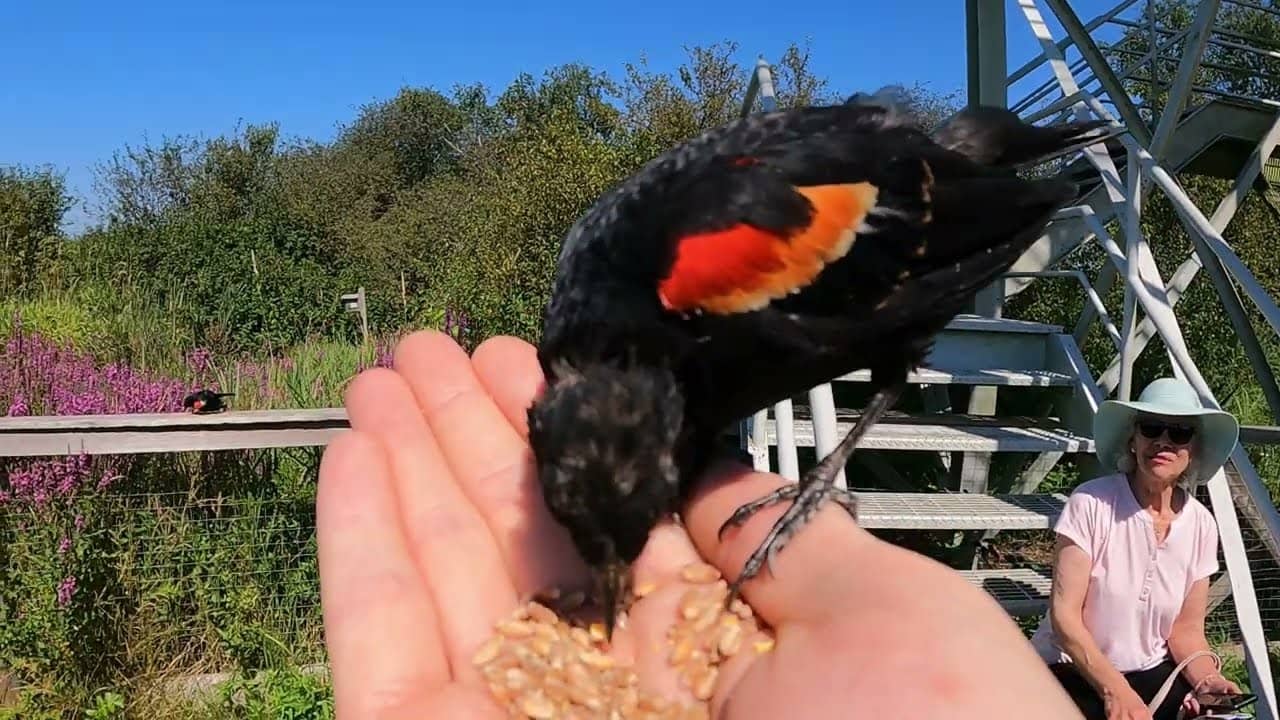 Hand-Feeding Friendly Birds