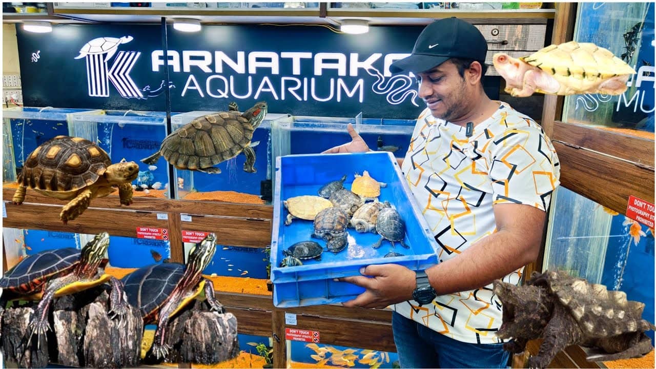 Turtle Touch Experience