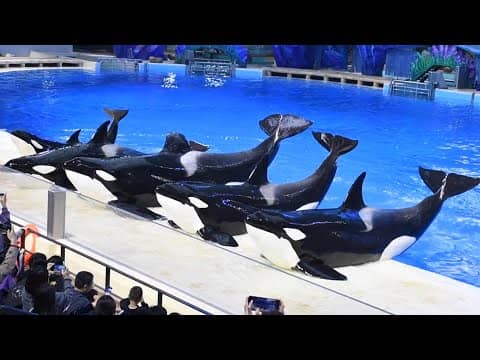 Orca Show