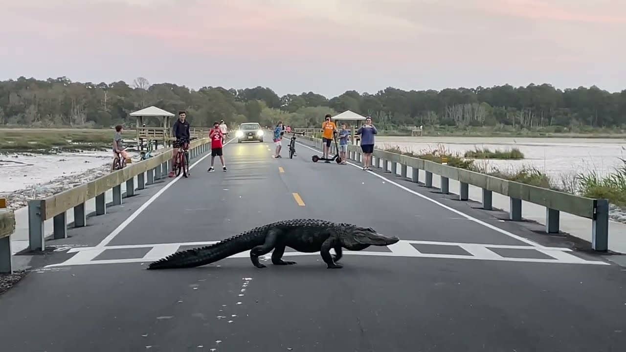 Wildlife Viewing