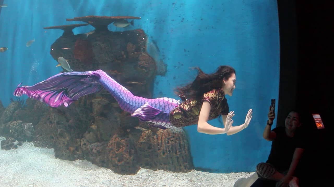 Mermaid Show