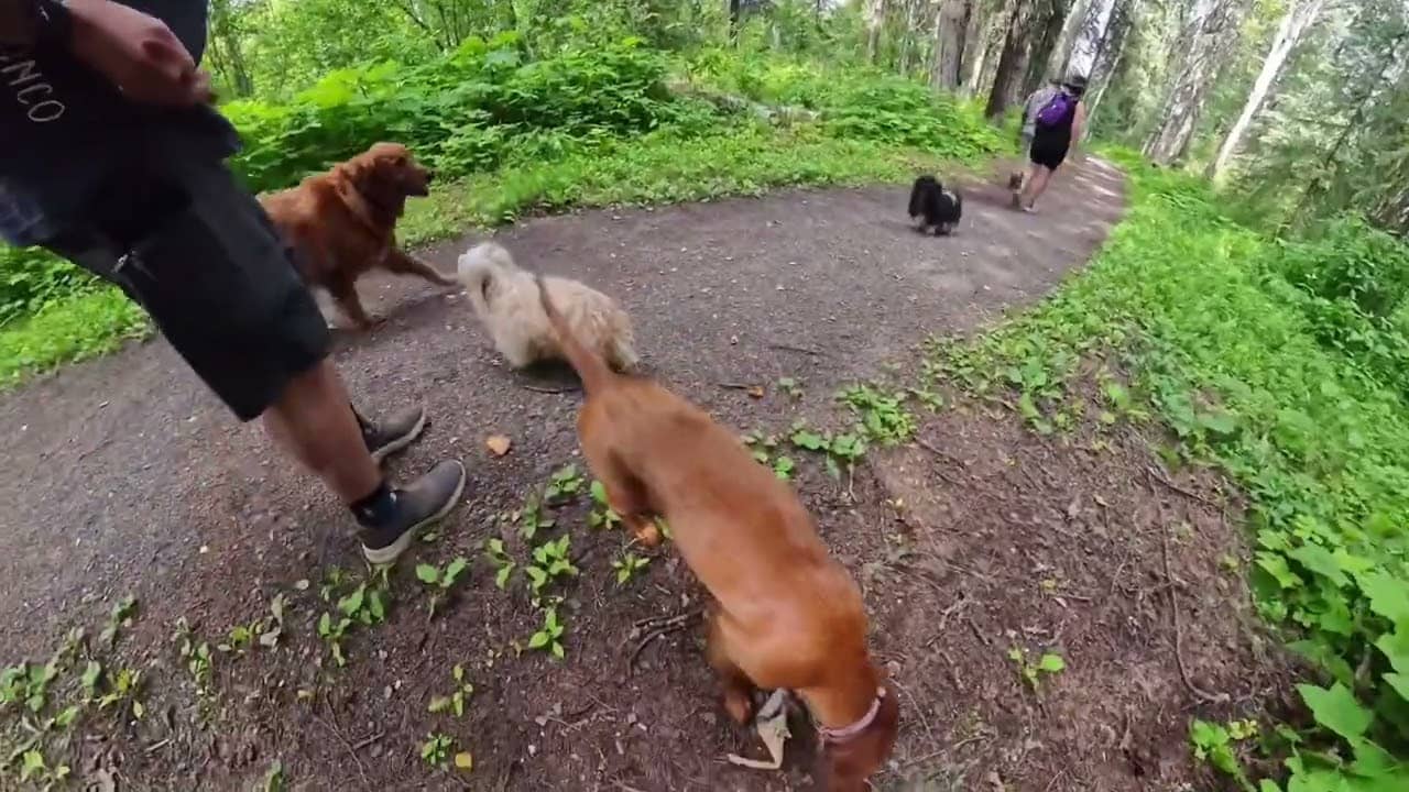 Dog-Friendly Paths