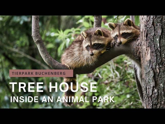 Night Zoo Tour