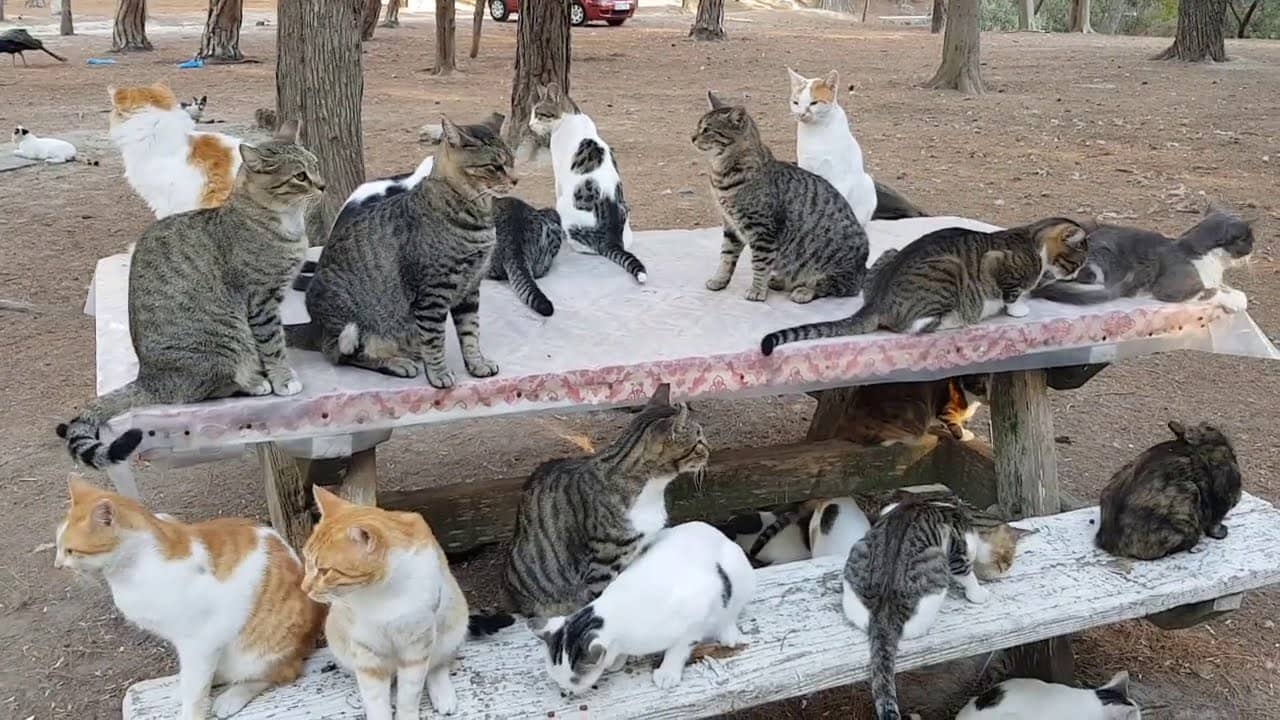 Friendly Feline Residents