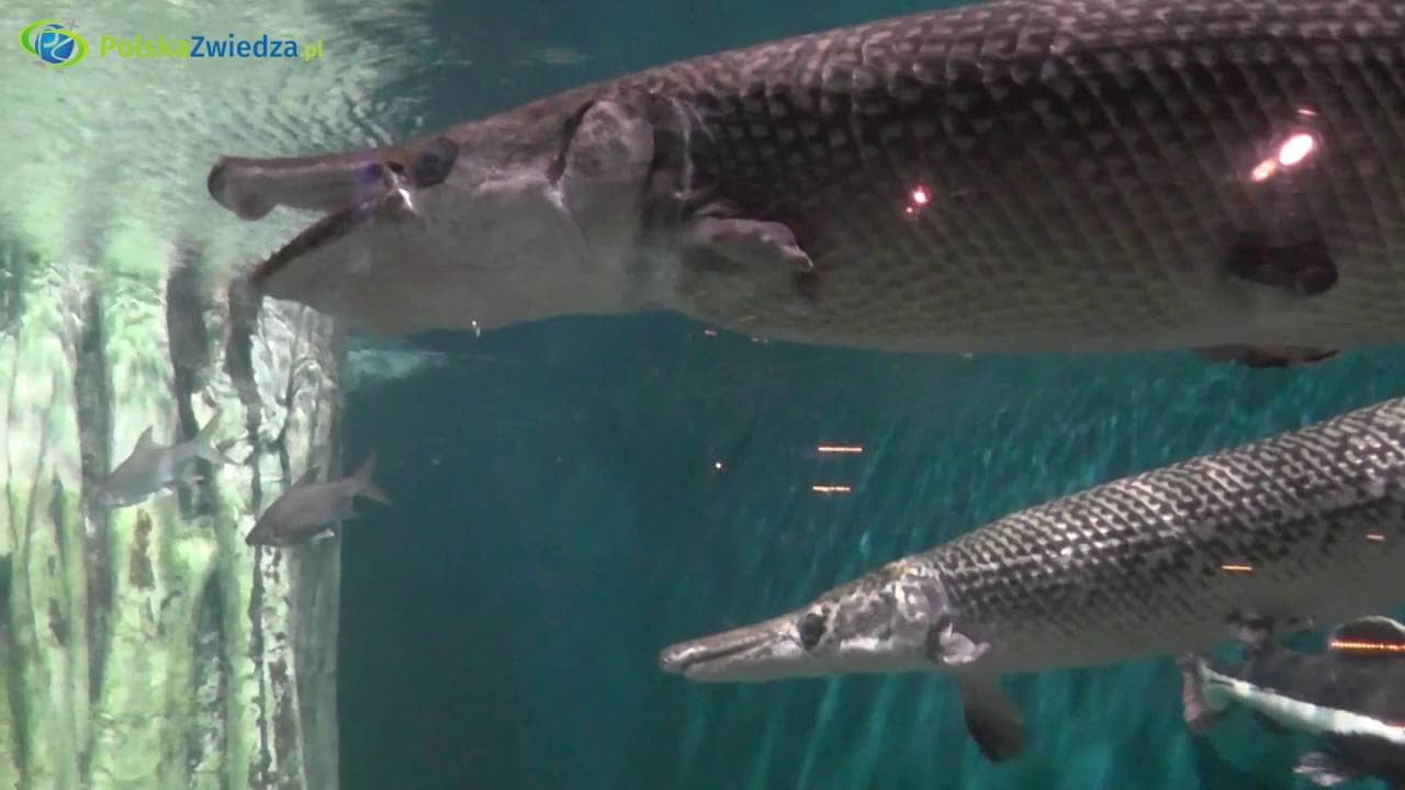 Amazon Flooded Forest