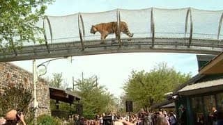 Big Cat Tunnels