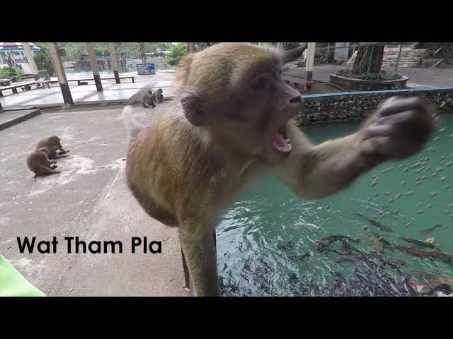 Macaque Encounters