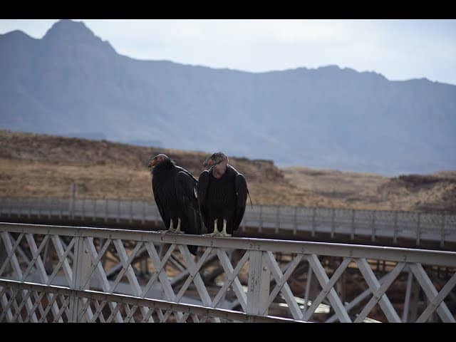 California Condor Sightings