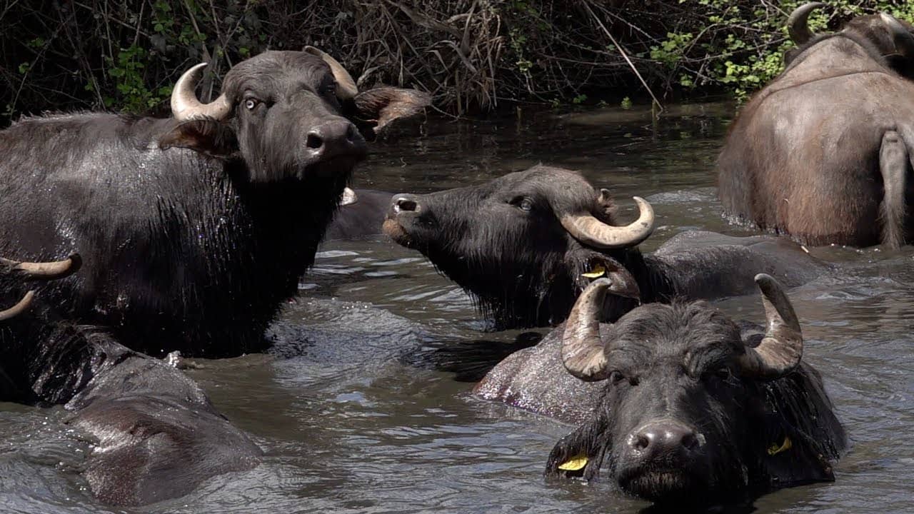 Water Buffalo