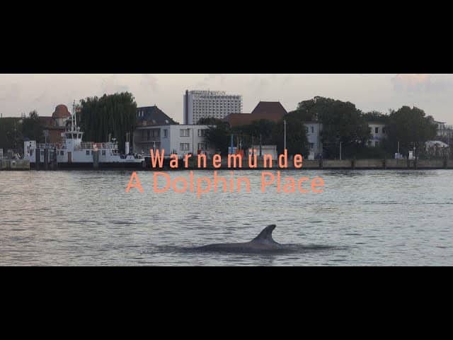 Dolphin Sightings