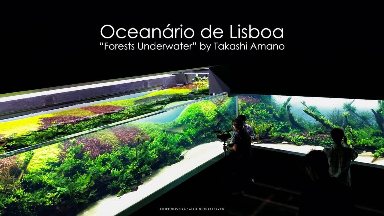 Forest Underwater