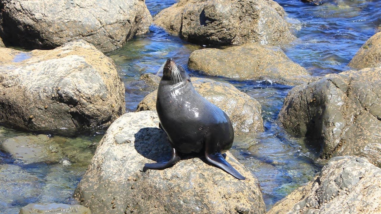 Seal Colony