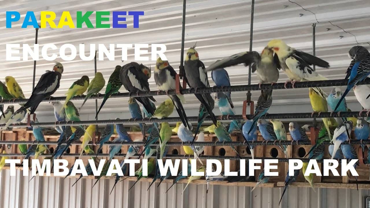 Parakeet Encounter