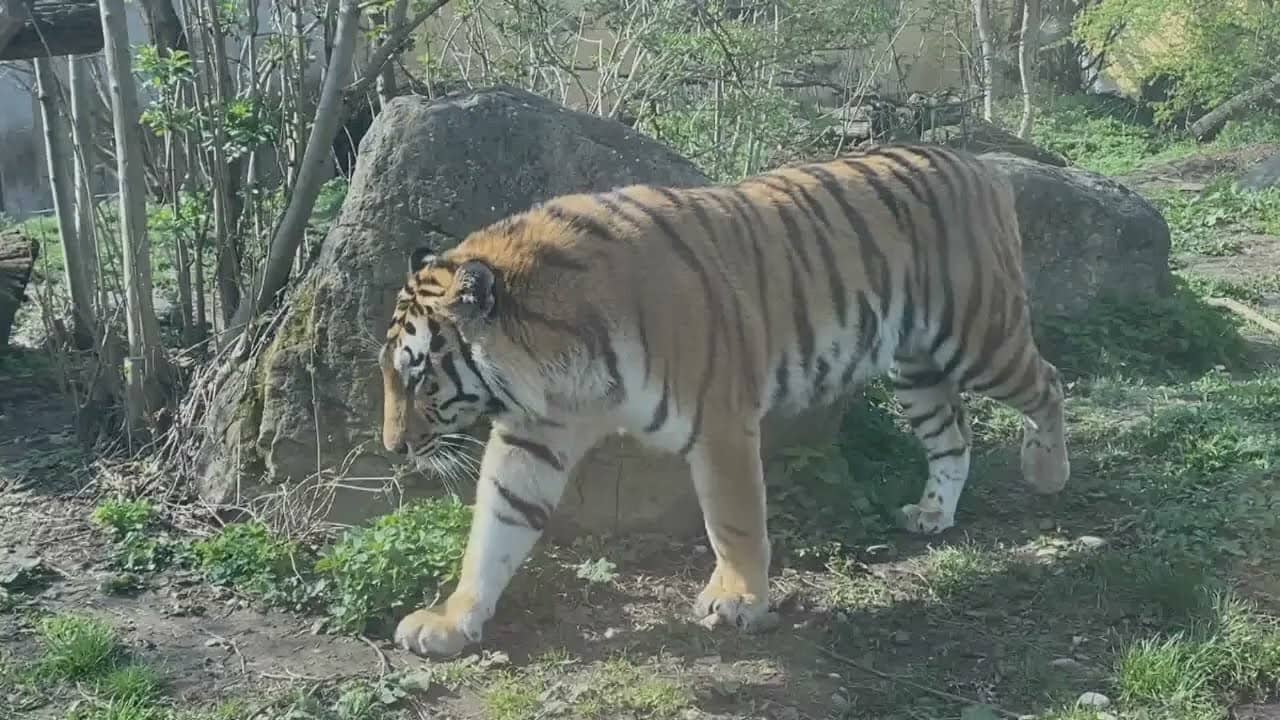 Siberian Tigers