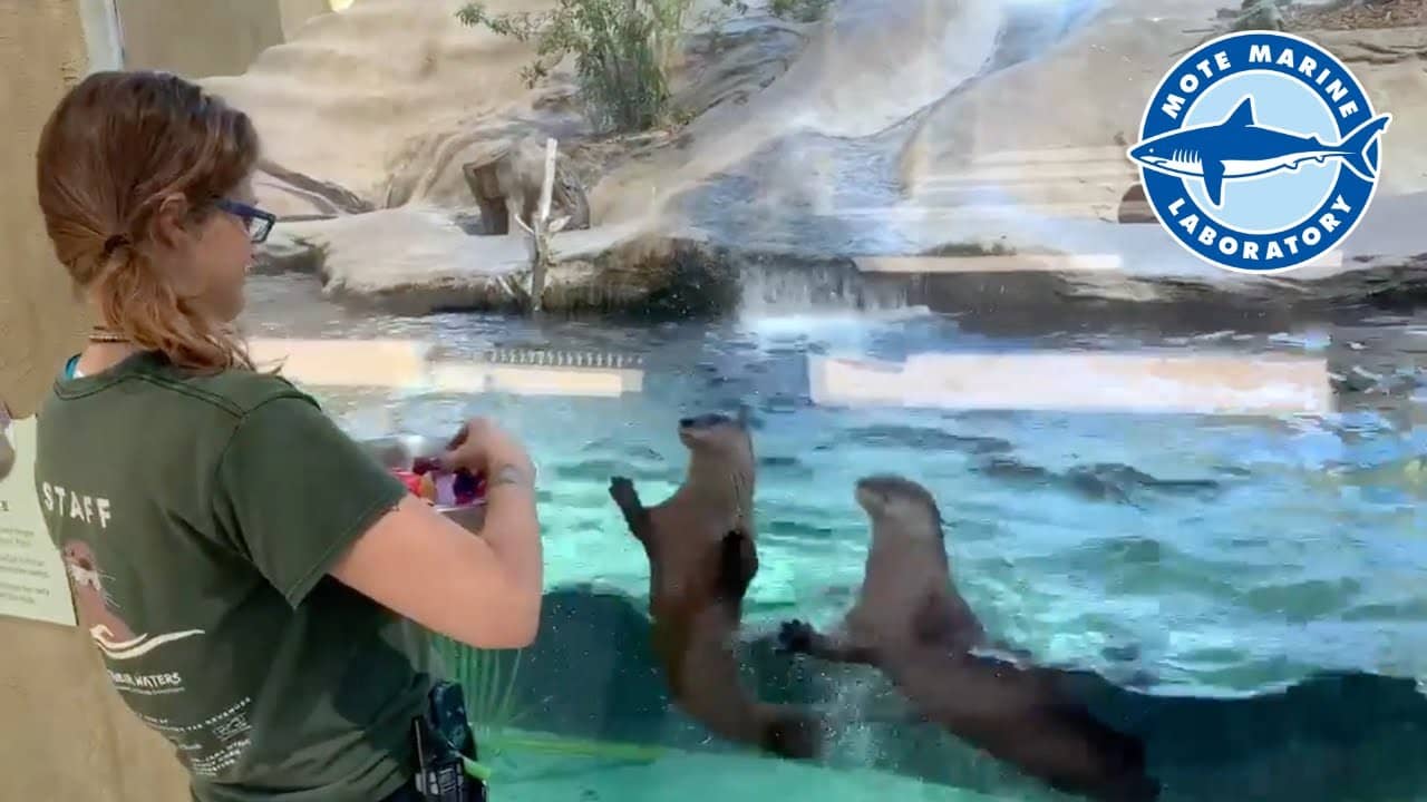 Otter Exhibit