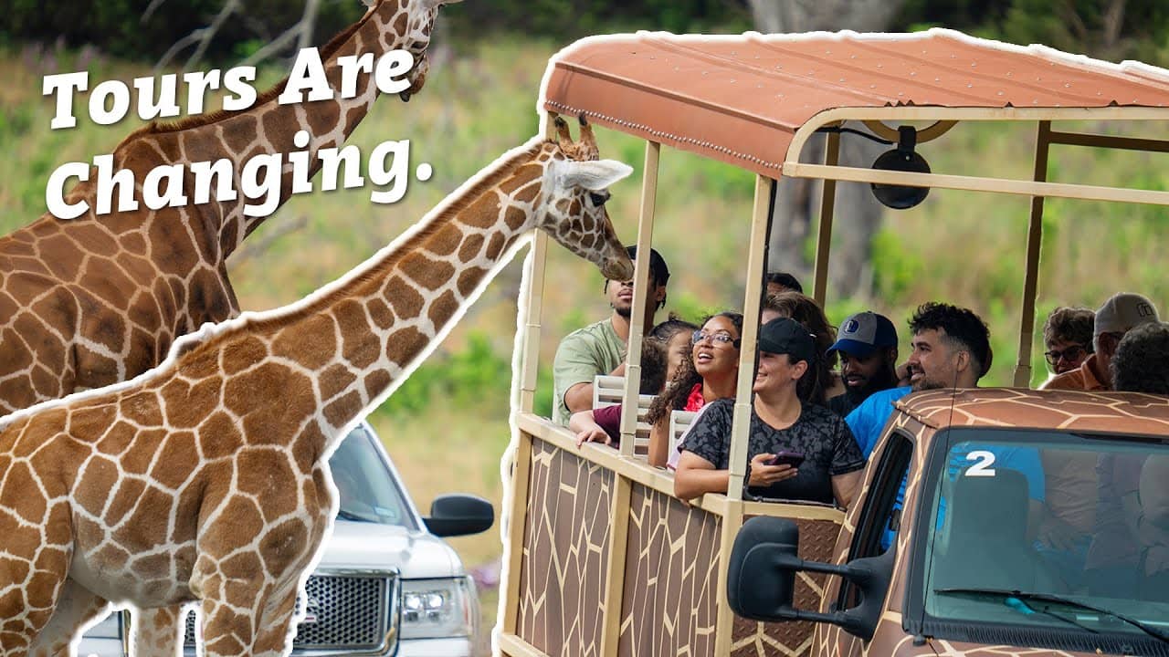 Guided Safari Tour