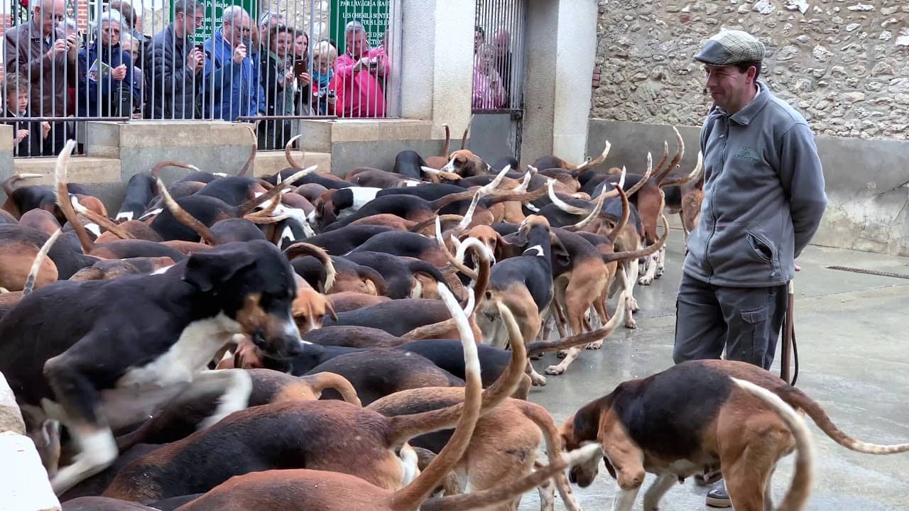 The Dog Feeding (if available)