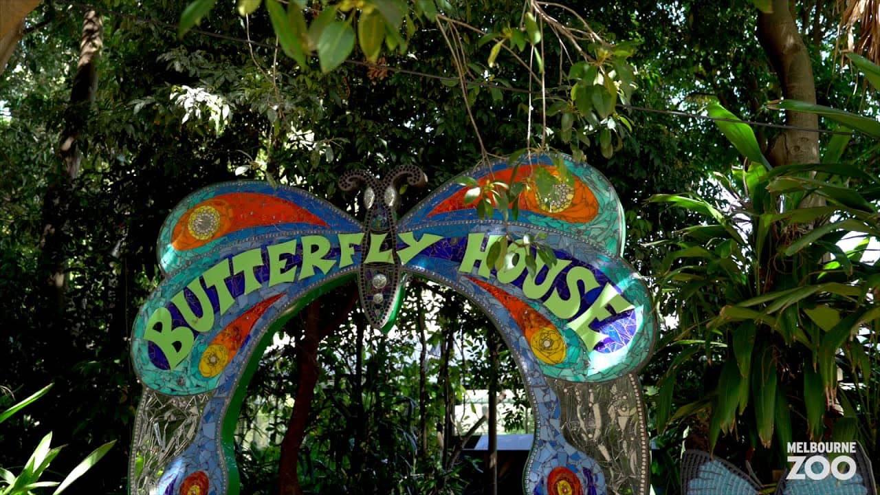 Butterfly House