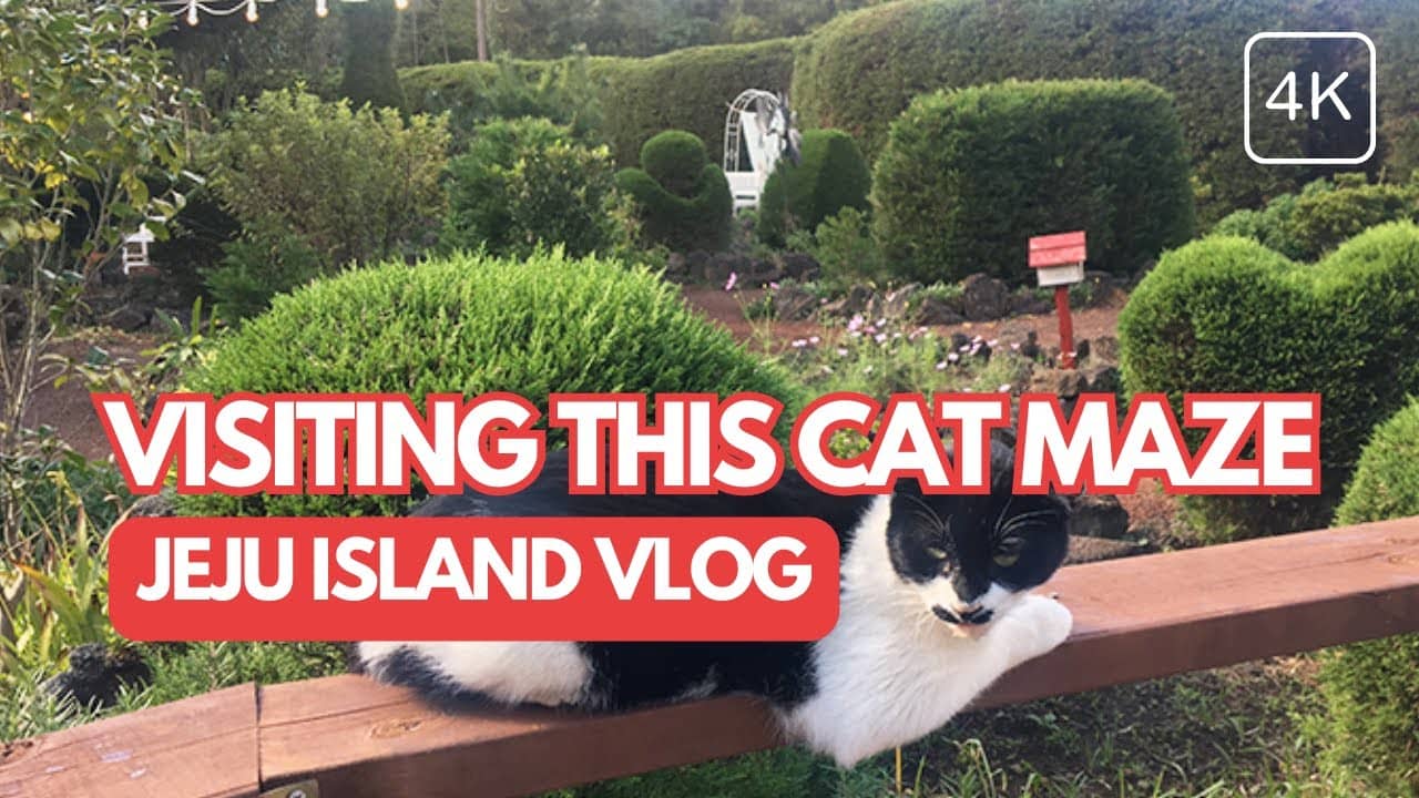 Friendly Park Cats