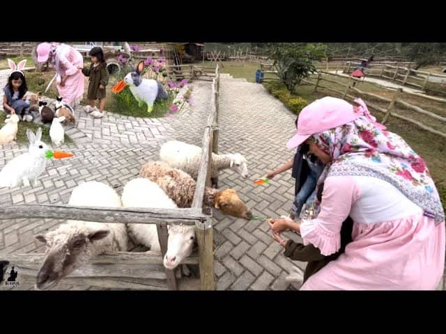 Farm Animal Encounters