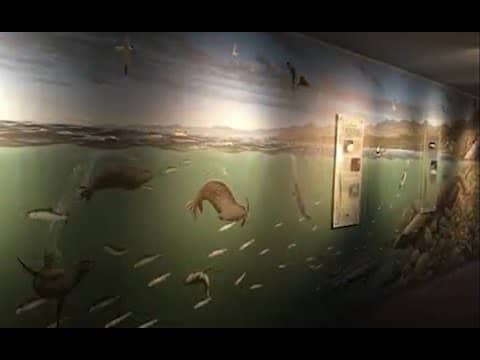 Fish Life Cycle Exhibits
