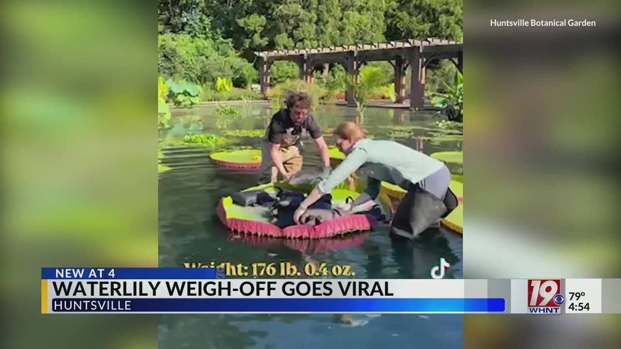 Water Lily Weigh Off