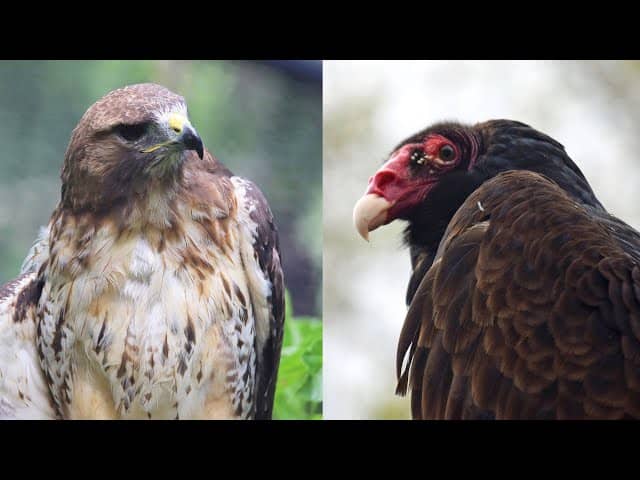 Bird of Prey Aviary