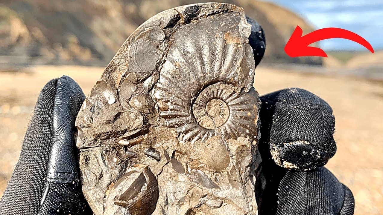 Fossil Hunting on the Beach