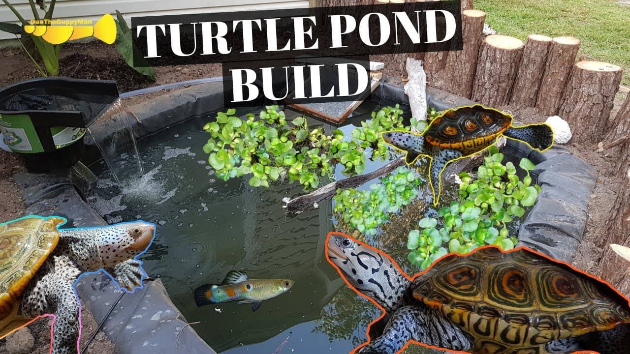 Turtle and Fish Pond