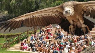 Bird of Prey & Parrot Shows