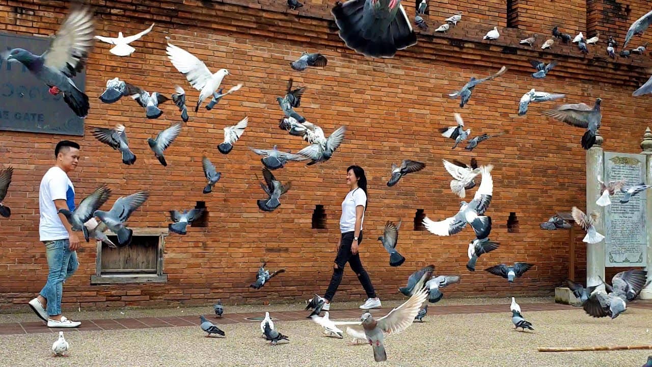 Pigeon Paradise