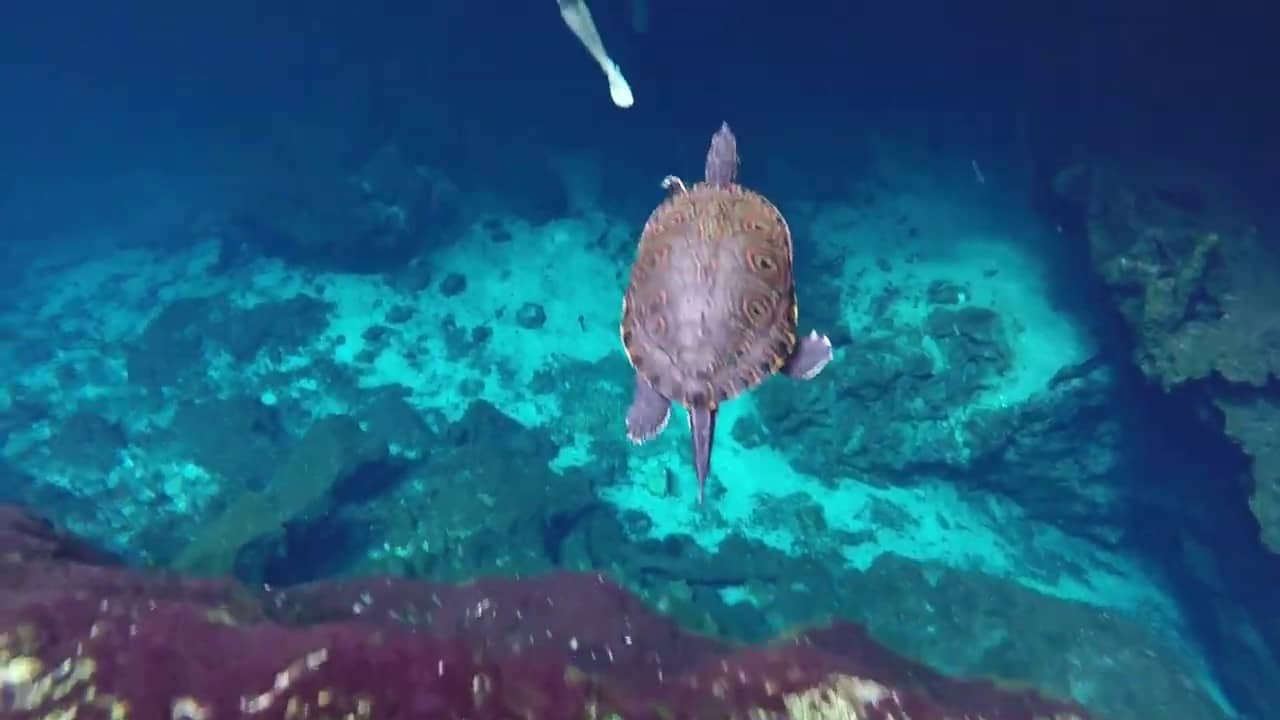 Turtles and Iguanas
