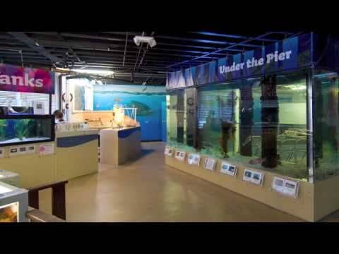Santa Monica Pier Aquarium