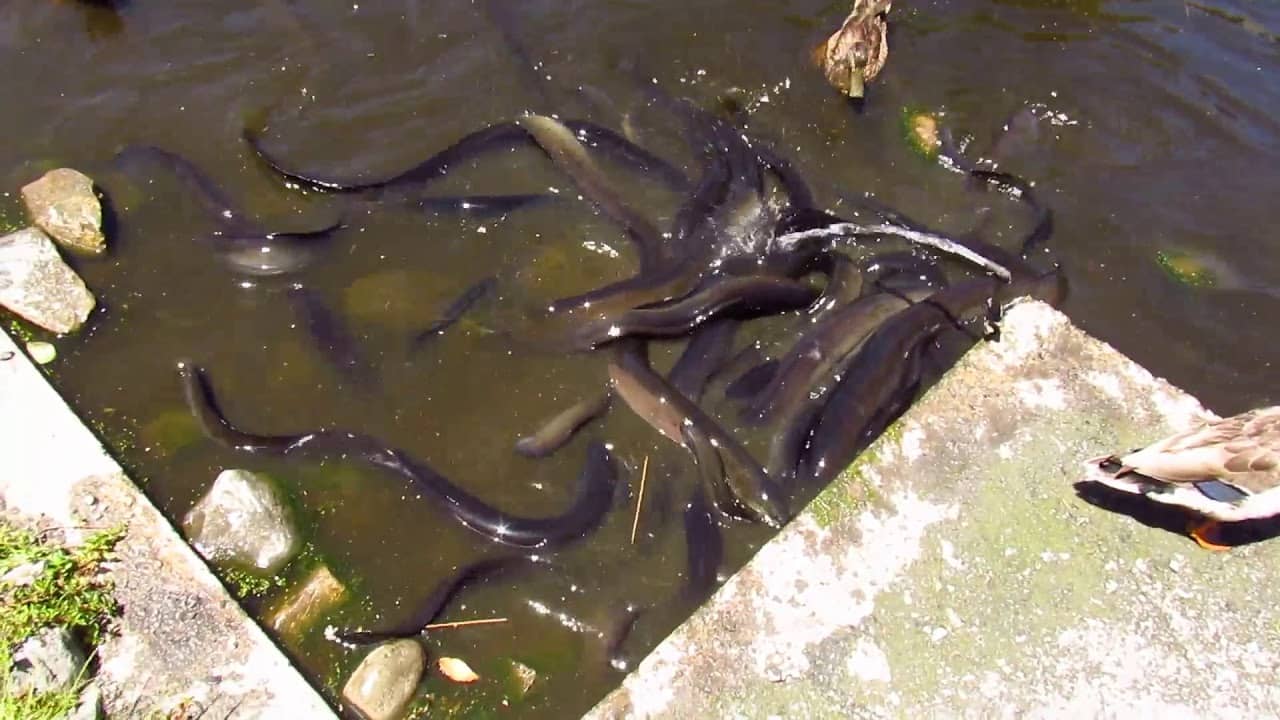 Eel Feeding Frenzy