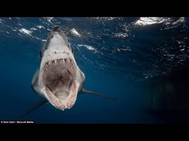 Shark Feeding Show