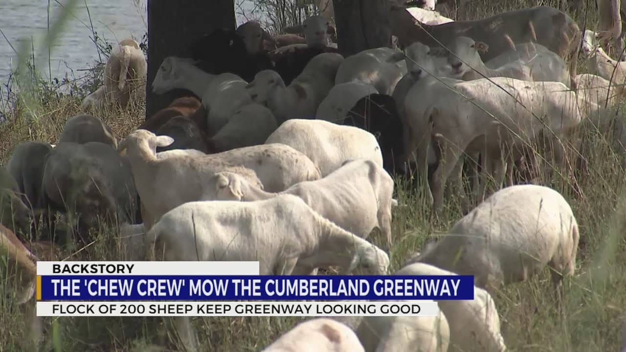Grazing Sheep