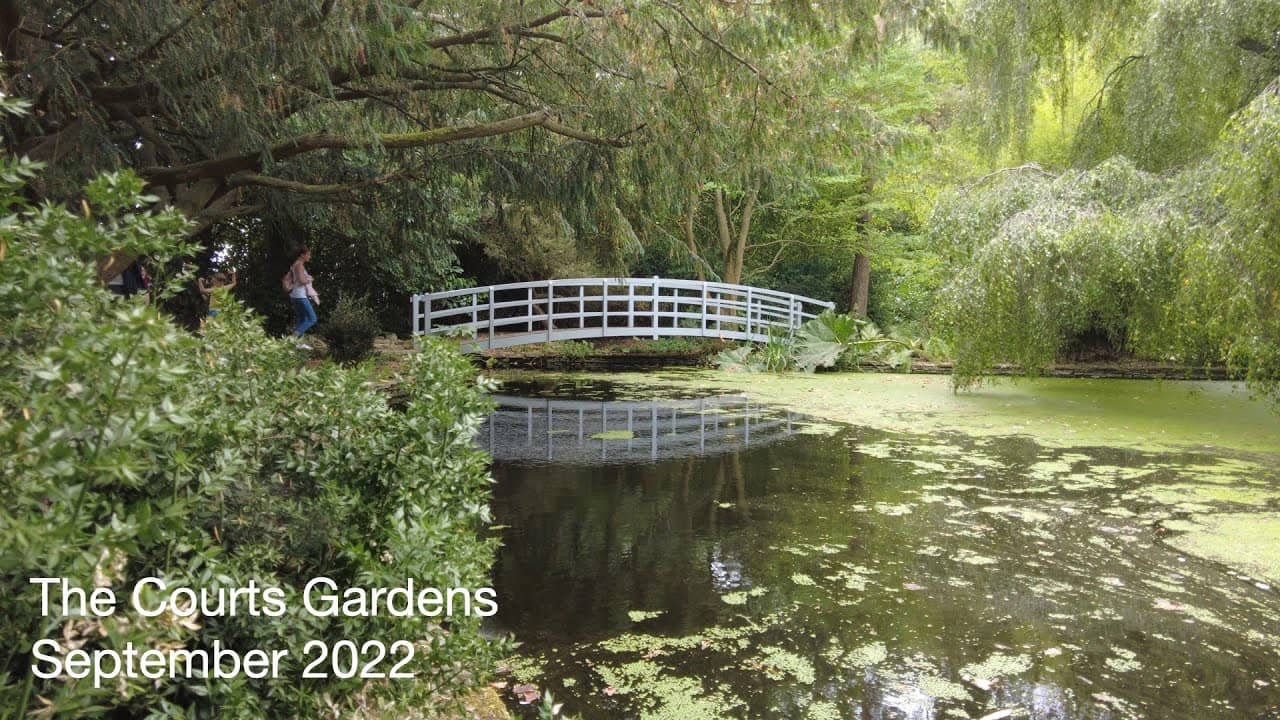 Lily Ponds and Water Features