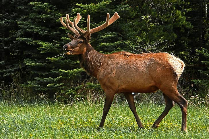 Wildlife Encounters