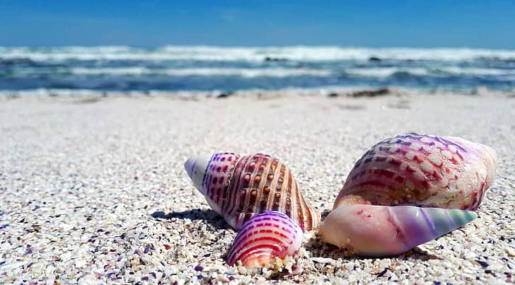 Shell Collecting