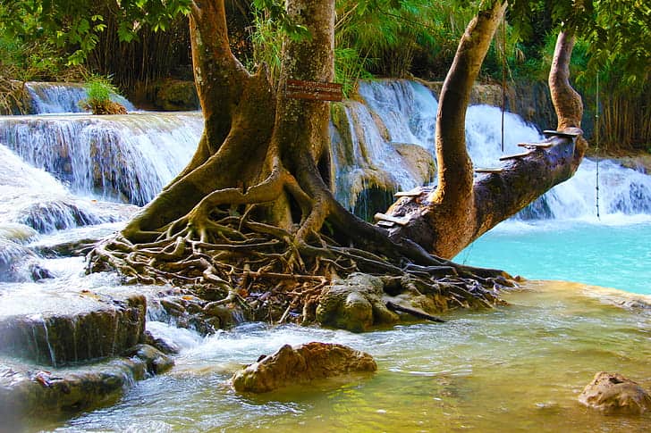 Jungle Serenity